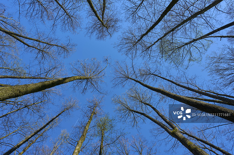 透过高大的无叶桤木树向上仰望，背景是晴朗的蓝天，春天，德国黑森州汉瑙的罗特拉赫自然保护区，沃尔夫冈拍摄。图片素材