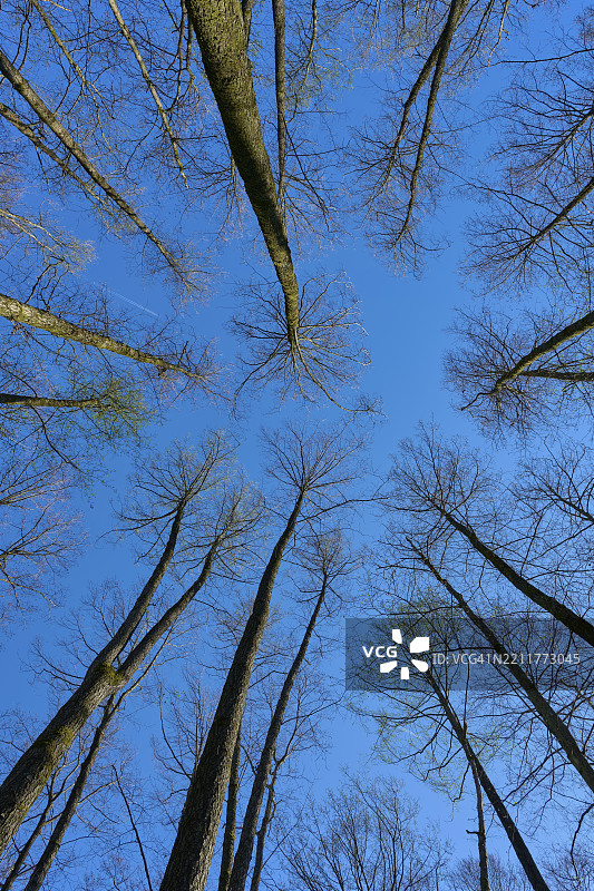 高大的桤木树在深蓝色的天空下伸展，传达出宁静与亲近自然的感觉，春天，罗特拉赫自然保护区，沃尔夫冈，哈瑙，黑森州，德国，欧洲图片素材