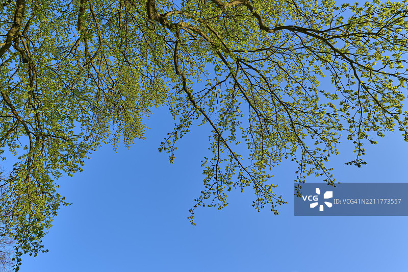 橡树（Quercus），绿色的树枝在晴朗的蓝天前伸展，春天，布劳自然保护区，埃尔伦泽，哈瑙，黑森州，德国，欧洲图片素材
