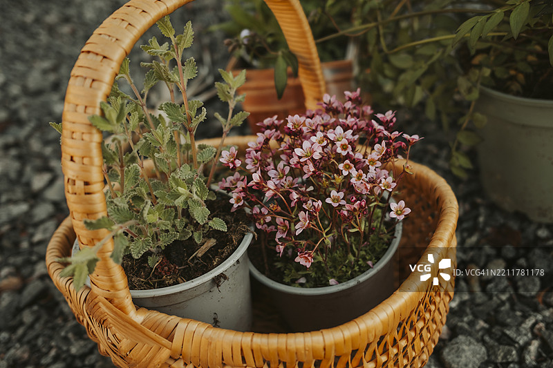 装满多年生花卉植物的篮子，准备在春季种植图片素材