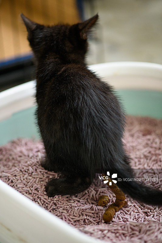 黑色小猫在沙箱里排便图片素材