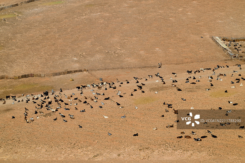 阳光明媚的日子里，山羊在富埃特文图拉的风景中休息。图片素材