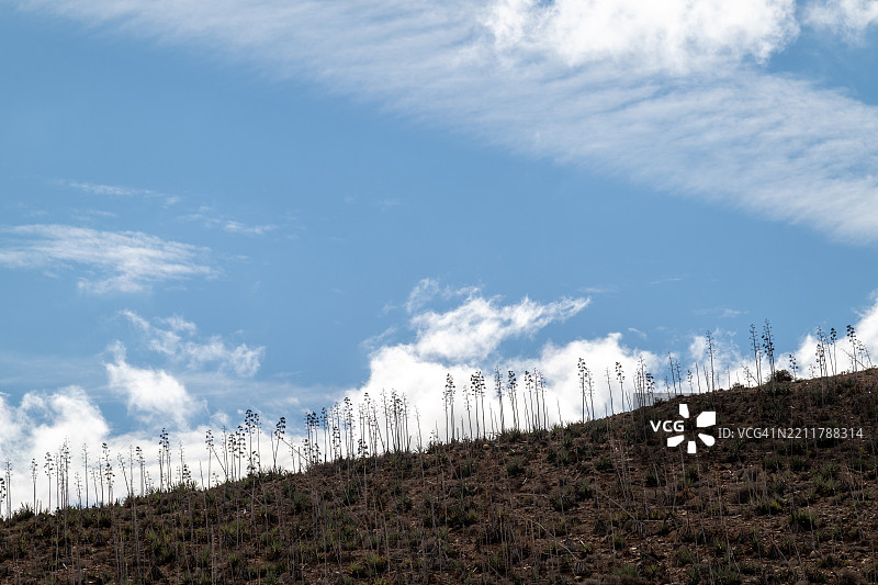 在富埃特文图拉的山丘上生长的龙舌兰植物图片素材