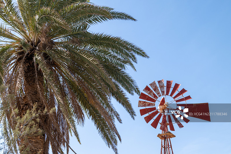 在富埃特文图拉，红色风车和棕榈树在蓝天中格外显眼。图片素材