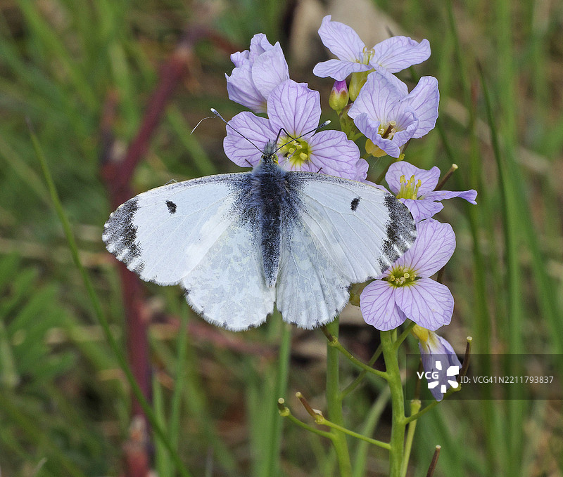 橙尖蝶 [Anthocharis cardamines]图片素材