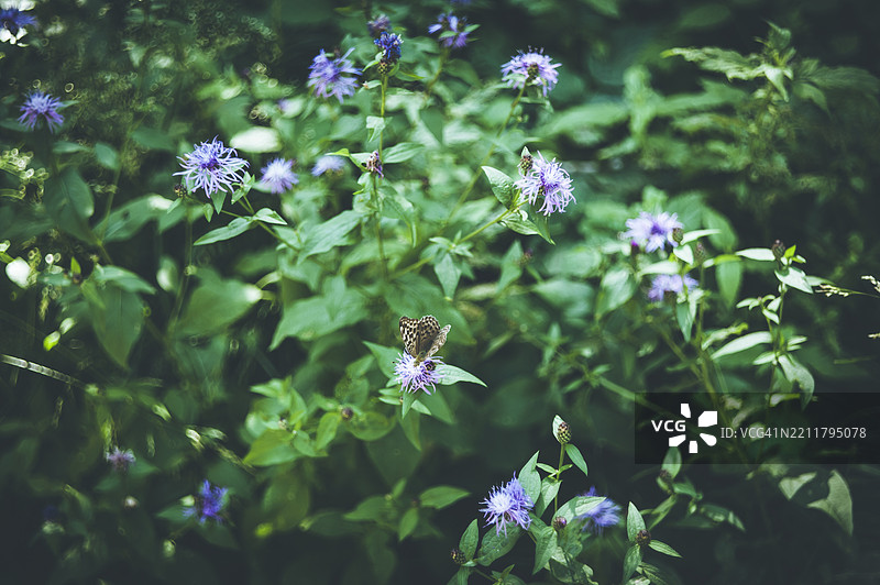 蝴蝶停在野生紫罗兰花上图片素材