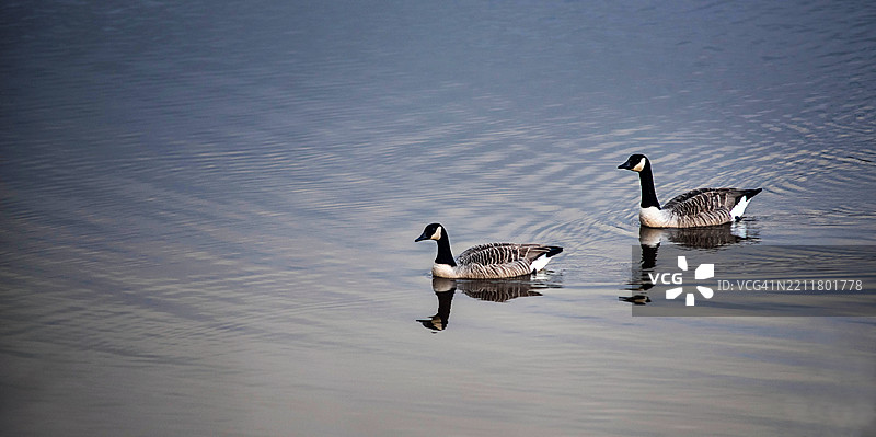 高角度视图的鸭子在湖中游泳，英国托普舍姆图片素材