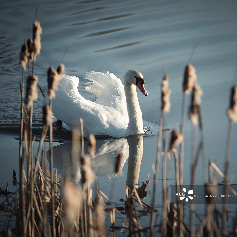 湖中游泳的天鹅特写图片素材