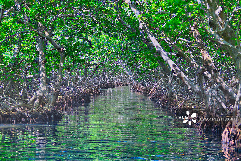 森林中的树木景观图片素材