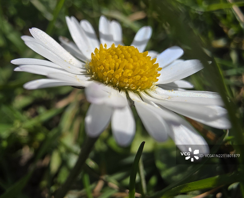 白色花朵特写，莱斯特郡，英国图片素材