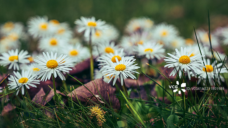 白色雏菊花的特写镜头图片素材