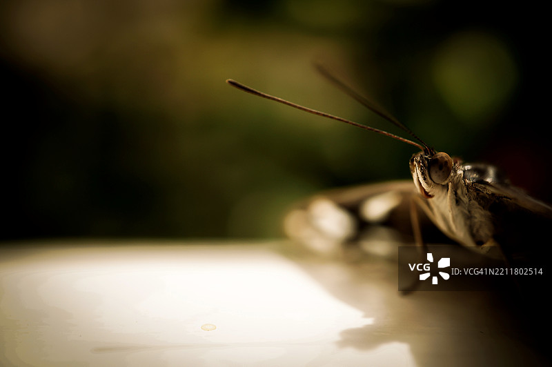 昆虫特写镜头图片素材