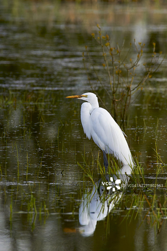 白鹭栖息在湖边的特写，俄勒冈州科瓦利斯，美国图片素材