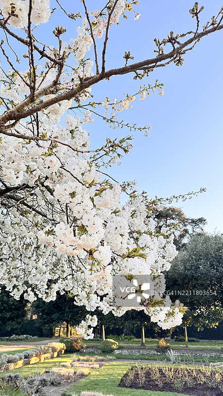 樱花树的低角度视图，诺里奇，英国图片素材
