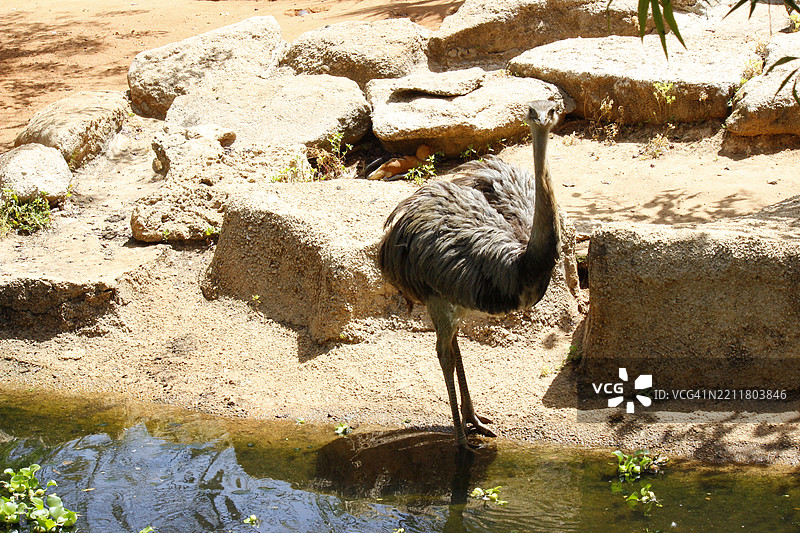 高角度视图的普通鸵鸟站在岩石上图片素材