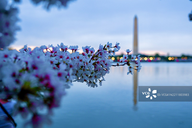 粉色开花植物特写，背景为天空，华盛顿，哥伦比亚特区，美国图片素材