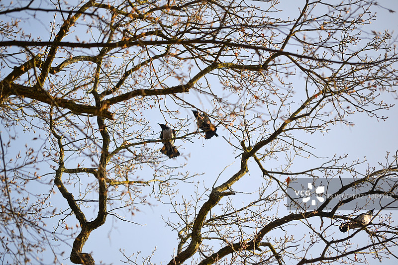 低角度视图的鸟儿栖息在树上，背景是天空，德国图片素材