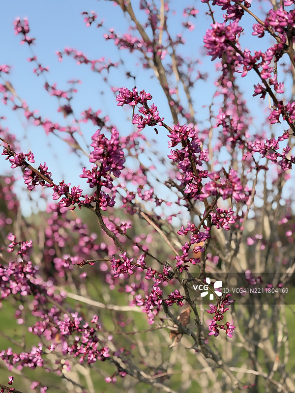 春天伊拉克粉色樱花的低角度视图图片素材