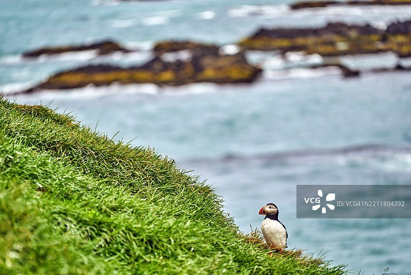 冰岛博尔加菲厄尔东部保护区的海雀图片素材