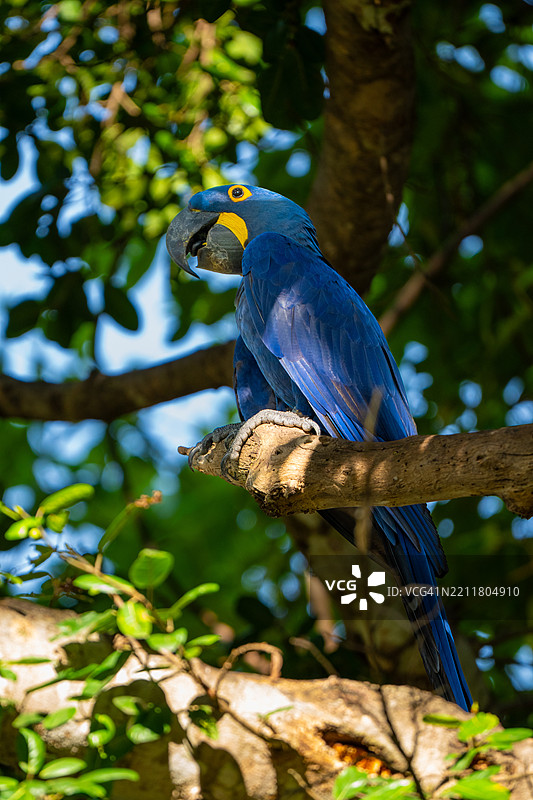 蓝金刚鹦鹉 低角度视图的鹦鹉栖息在树上图片素材