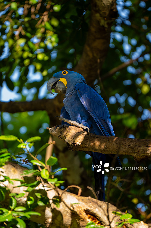 蓝金刚鹦鹉 低角度视图的鹦鹉栖息在树上图片素材