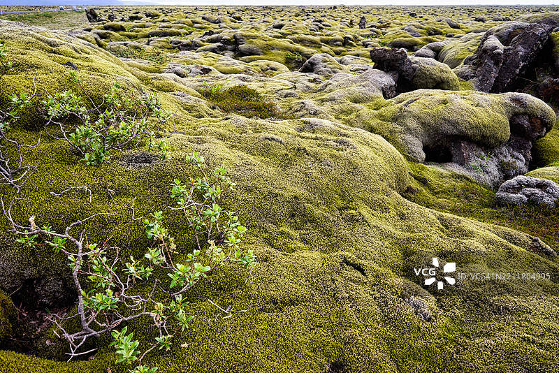 东冰岛的夏季麝香与花卉图片素材