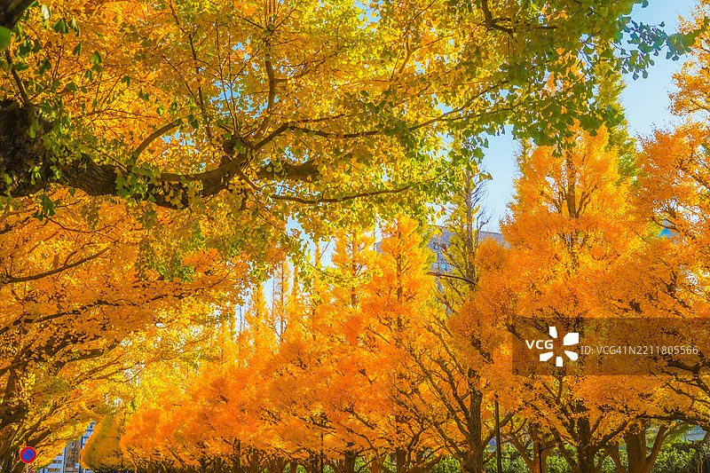 秋天树木的低角度视图图片素材