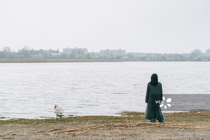抑郁与孤独。女人在湖边凝视天鹅。图片素材