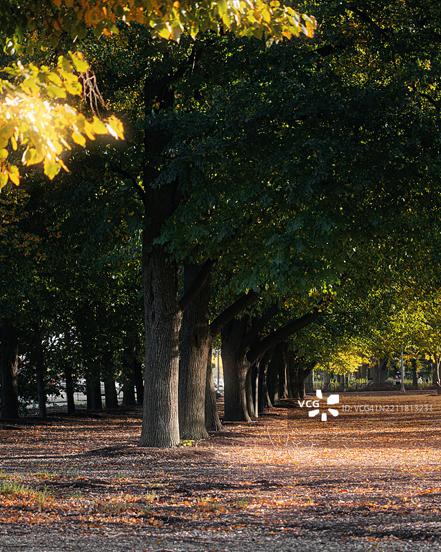 秋天的树木隧道在柔和的晨光中，芝加哥，伊利诺伊州，美国图片素材