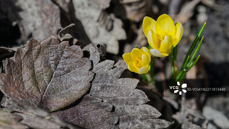 蒙特利尔，南魁北克，加拿大的黄色开花植物特写图片素材