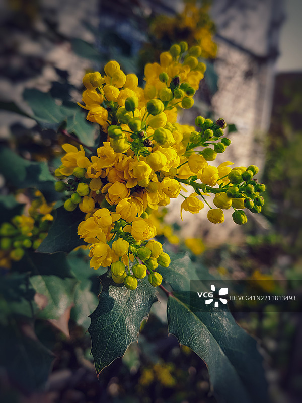 黄色花朵的特写图片素材