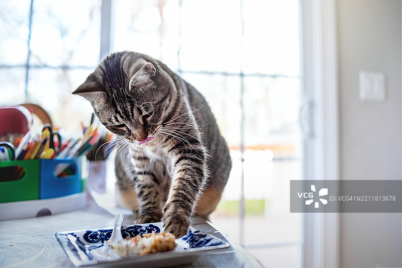 猫在装饰盘中进食。灰色虎斑猫在靠近窗户的厨房台面上享受美餐。图片素材