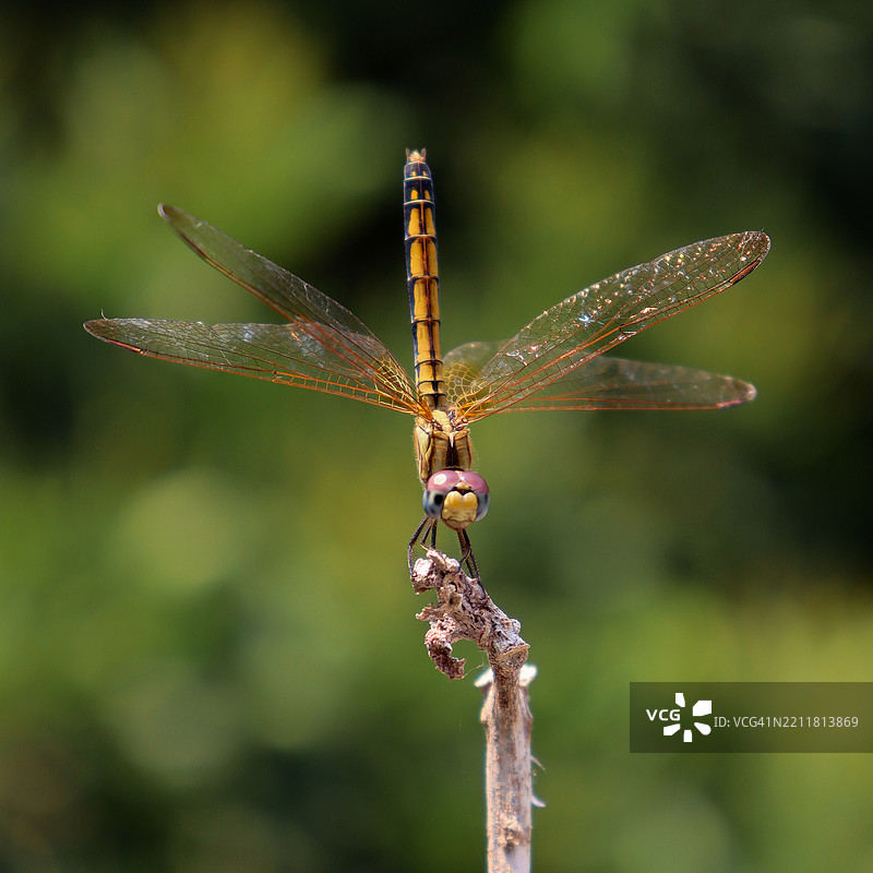 蜻蜓栖息在树枝上的特写镜头图片素材