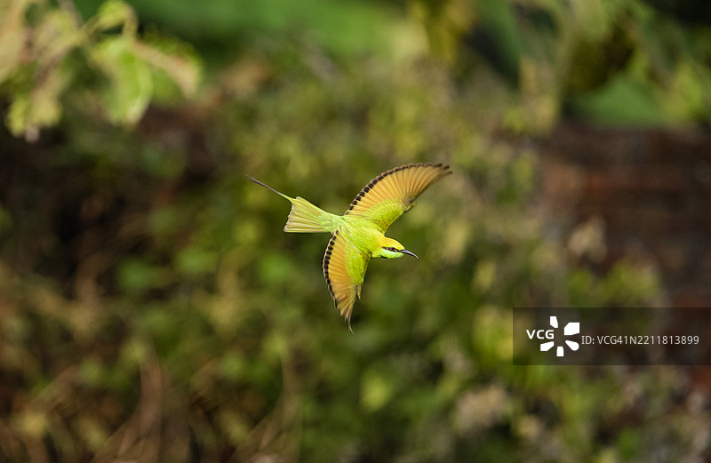 户外飞行的蜜蜂特写，曼加尔多伊，阿萨姆邦，印度图片素材