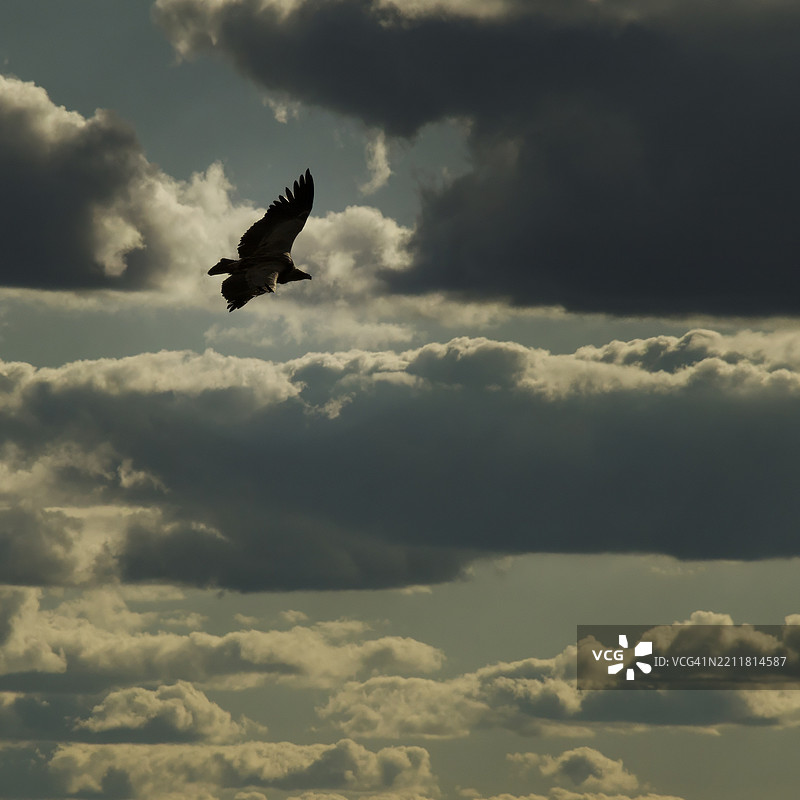 低角度视图的猛禽在天空中飞翔图片素材