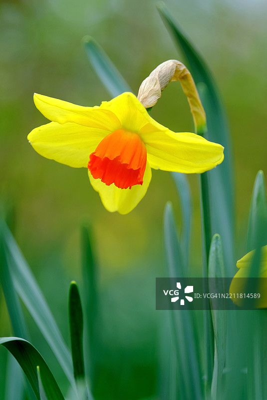 黄色花朵的特写镜头图片素材