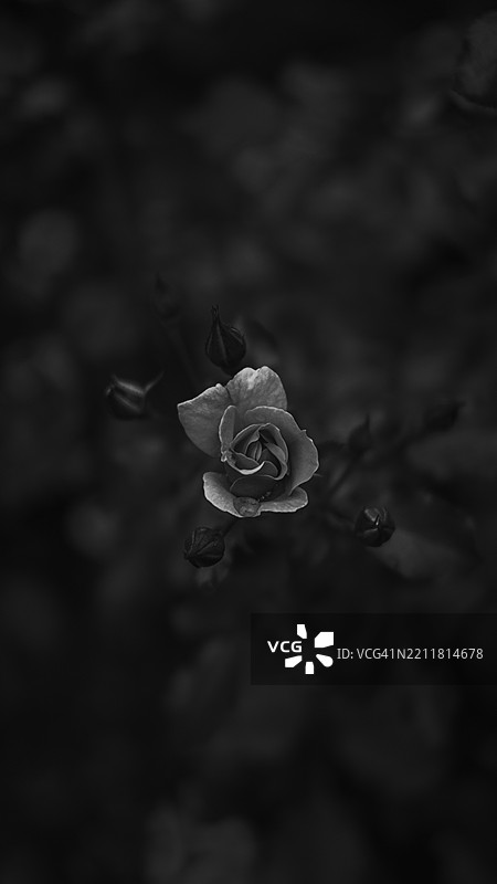 玫瑰特写镜头图片素材