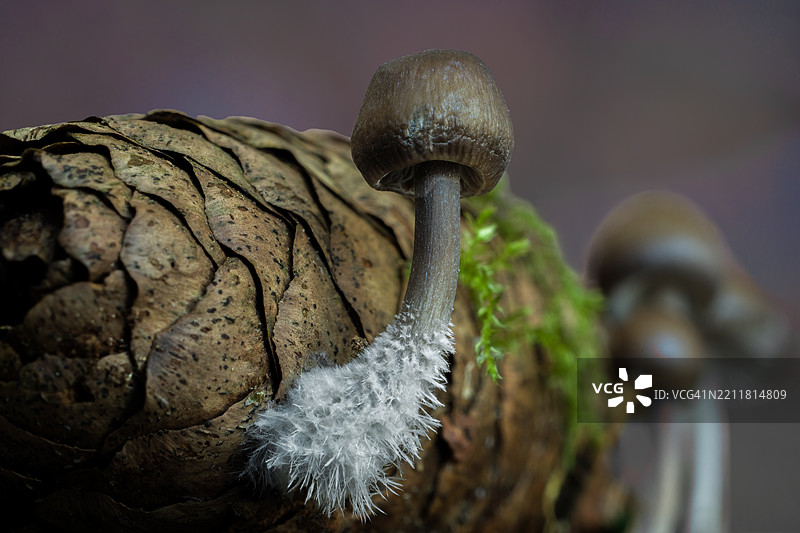 户外生长的蘑菇特写图片素材