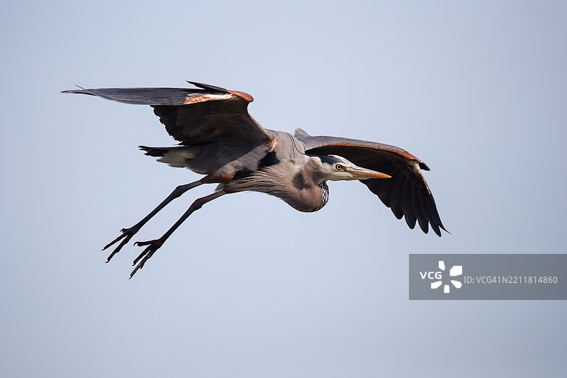 低角度视图的苍鹭在晴朗的天空中飞翔，加利福尼亚州阳光谷，美国图片素材