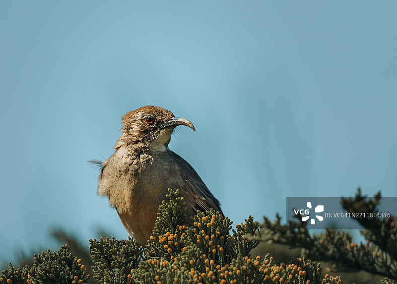 鸟儿栖息在植物上，背景是天空，地点：加利福尼亚州隆波克，美国图片素材