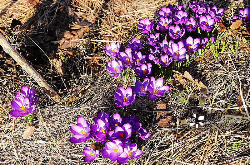 芬兰维拉特紫色番红花在田野上的高角度视图图片素材