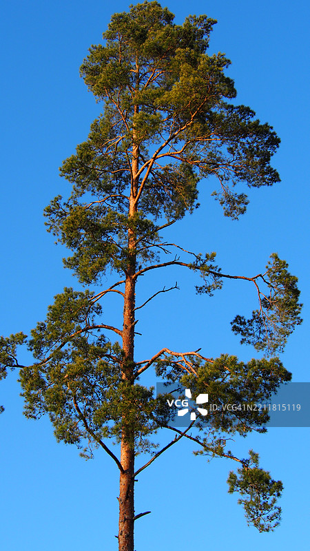 低角度视图的树木与晴朗的蓝天图片素材