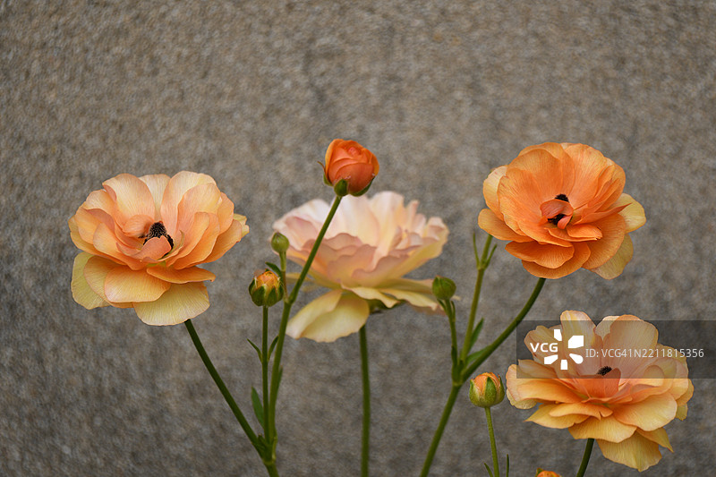 橙色玫瑰的特写镜头图片素材