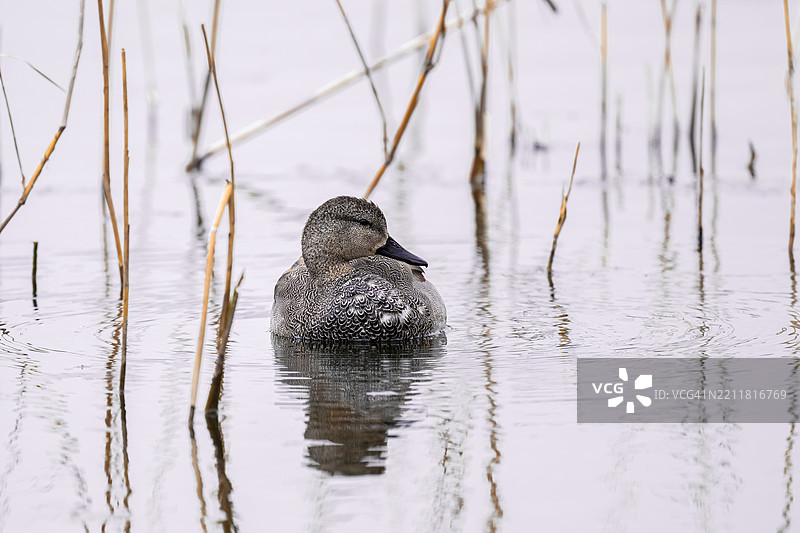 一只鸭子在湖中游泳图片素材