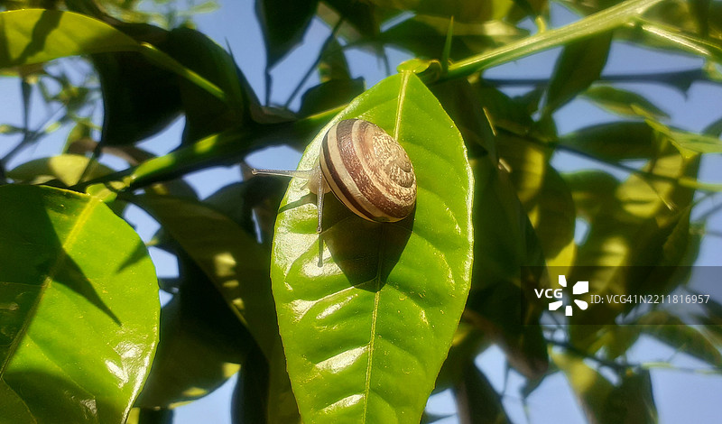 蜗牛在叶子上的特写图片素材
