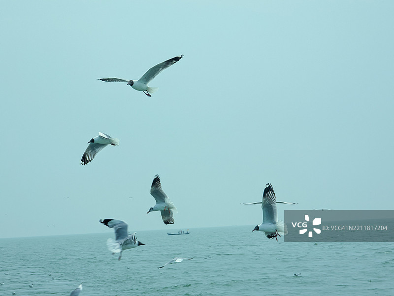低角度视图的海鸥在晴朗的天空中飞翔，巴里萨尔区，巴里萨尔省，孟加拉国图片素材