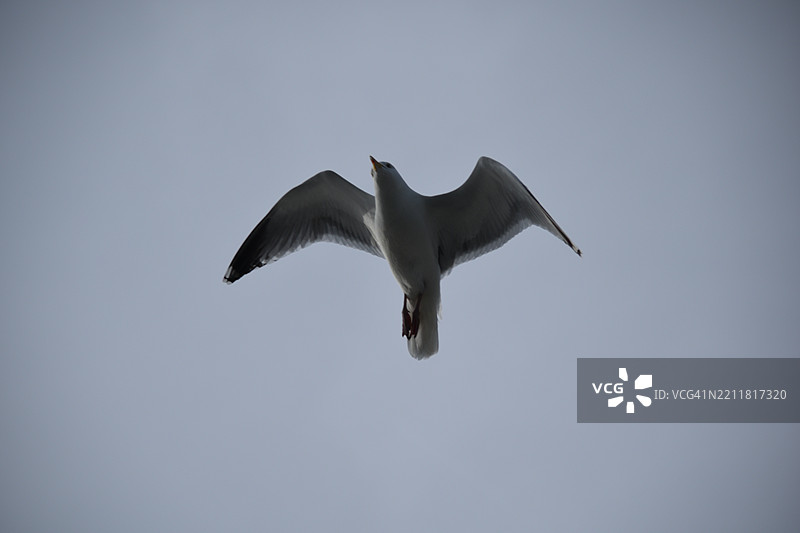 低角度视图的海鸥在晴朗的天空中飞翔图片素材
