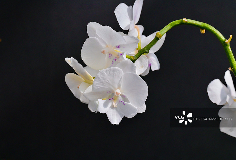 白色花朵在黑色背景下的特写，圣阿尔伯特，阿尔伯塔，加拿大图片素材