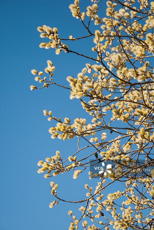 低角度视图的柳树与蓝天图片素材