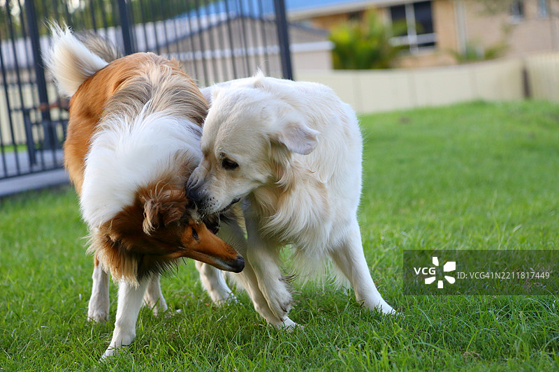 狗在草地上玩耍的特写镜头图片素材